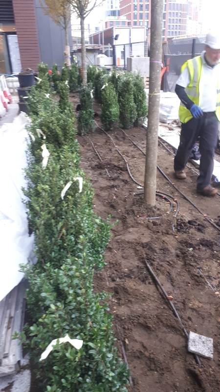 Nine Elms Commerical Contract Planting Gardening Services