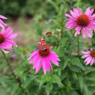 Domestic garden maintenance landscape aftercare, Harpenden