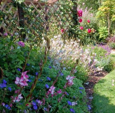 Domestic garden makeover planting