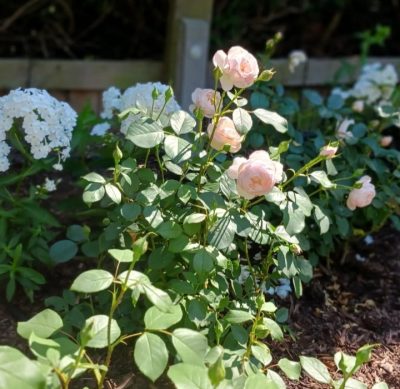 Domestic garden planting