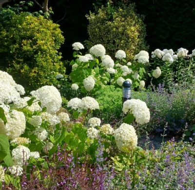 garden makeover